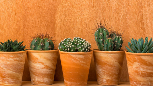 Nettoyer un pot en terre cuite : méthodes, astuces et entretien durable